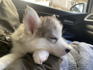 犬の車酔い