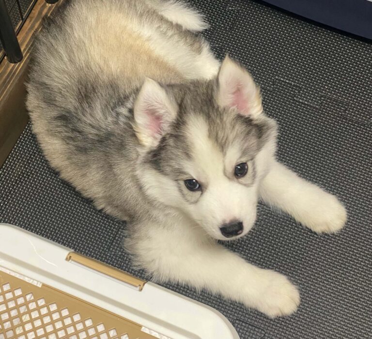 【新品・在庫１点】ゴブラン織り★クッション★シベリアンハスキー★休息のひととき 新品・在庫1点】ゴブラン織り☆クッション☆シベリアンハスキー☆休息