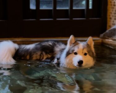 【静岡県伊豆】ホテル四季の蔵