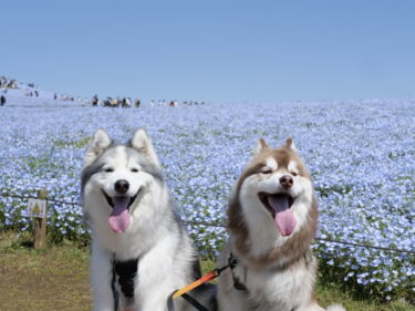 【茨城県ひたちなか】国営ひたち海浜公園