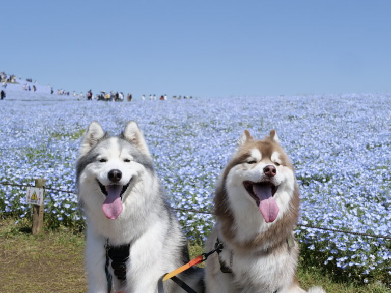 poms 様✨ 確認用 茨城県ひたちなか市】ひたち海浜公園
