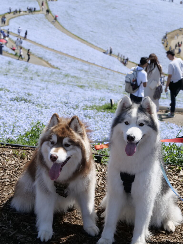 茨城県ひたちなか市】ひたち海浜公園