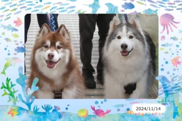 【静岡県沼津】三津シーパラダイス